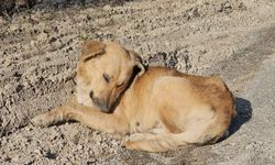 Uyuşturdukları köpekleri ölüme terkettiler!