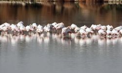 Haspolat Göleti flamingolarla renklendi