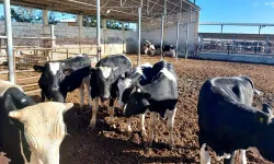 Şap hastalığıyla mücadele: Bir haftada 45 bin 214 büyükbaş aşılandı