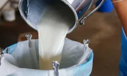 Küçükbaş ve büyükbaş çiğ süt bedelleri ödendi