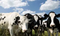 Veteriner Dairesi: "Şap hastalığı ile mücadele kapsamında 6 günde 35 bin 702 hayvan aşılandı"