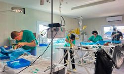 Gazimağusa Belediyesi barınaktaki ve sokaktaki 218 hayvanı kısırlaştırıldı