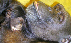 Çince ve İngilizce okuyabilen "dahi" şempanze Ai 49 yaşında öldü