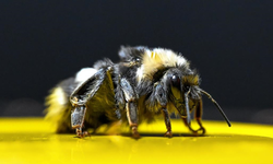 Seralarında Bombus arısı kullanan üreticilerin ödemeleri yapıldı