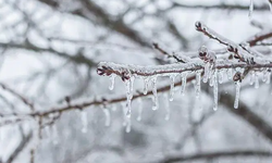 Bugün ve yarın don bekleniyor
