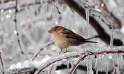 Bugün don bekleniyor
