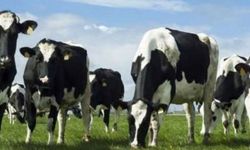 Büyükbaş hayvanlar için düşük tazminatı ödendi