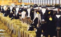 Şap hastalığına karşı aşılama sürüyor… Son aşılama uygulamalarında 57 bin 576 doz aşı yapıldı