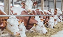 Veteriner Hekimler Birliği’nden uyarı… “Şap hastalığında rehavete kapılmayın”