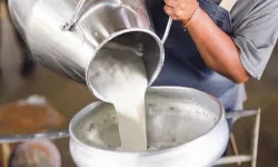 Çiğ süt fiyatlarında yüzde 19 artış