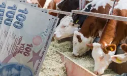 Büyükbaş hayvan düşük tazminatları ödendi