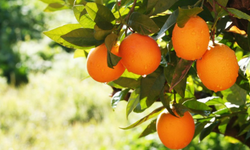 Cypfruvex’ten valensiya açıklaması