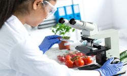 Denetimlerde Alarm: Armut, Elma ve Çilekte Limit Üstü Kalıntı