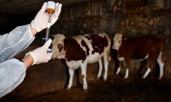 Şap hastalığına karşı mücadele sürüyor