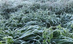 Yarın ve Çarşamba sabah saatlerinde yer yer don olayı bekleniyor