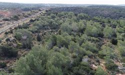 Ülkede faliyet gösteren 62 kuruluş, 3 bin 500 dönüm orman arazisinin devredilmesini ortak açıklamayla reddetti