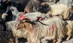 Devlet Üretme Çiftliği oğlak keçi ve teke satışı yapacak