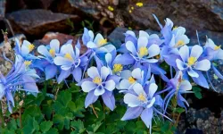 8 Mart Dünya Emekçi Kadınlar Günü mesajları…