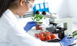 Haftalık gıda denetim sonuçları açıklandı: Yerli çarli biber imha edildi