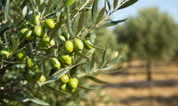 İskele’de Erkenci Zeytin Hasadı Yarın Başlıyor