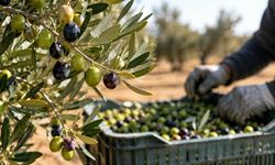 Gazimağusa'da zeytin hasadı tarihleri açıklandı
