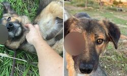 Hamitköy'de köpekler hava tüfeğiyle mi vuruluyor?