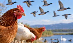 Kuş gribi uyarısı: Tedbirlerin artırılması istendi