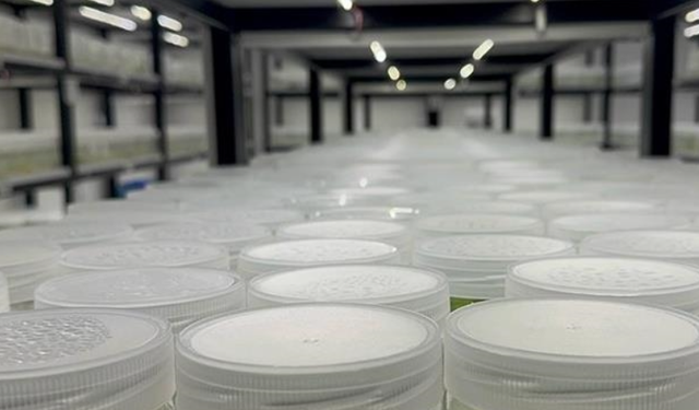 ABD'de "yasa dışı biyolojik laboratuvar" işletildiği şüphesiyle İsrail vatandaşı 1 kişi gözaltına alındı