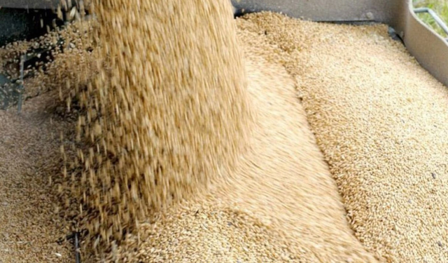 TÜK, arpa sevkiyatının olumsuz hava koşulları nedeniyle tamamlanamadığını duyurdu