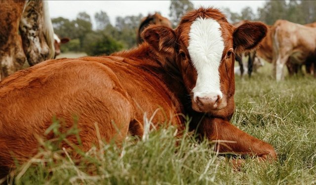 Hayvan Üreticileri ve Yetiştiricileri Birliği: “Hayvancılık sektörü göz göre göre çökertiliyor”