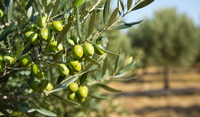 İskele’de Erkenci Zeytin Hasadı Yarın Başlıyor