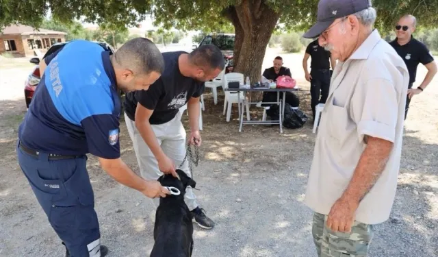 İskele’de köpekler için mikroçip ve ruhsat işlemleri başladı