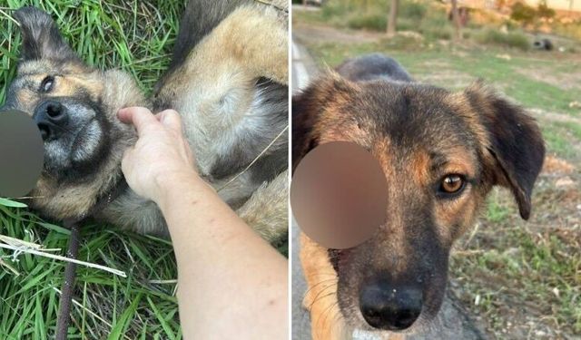 Hamitköy'de köpekler hava tüfeğiyle mi vuruluyor?
