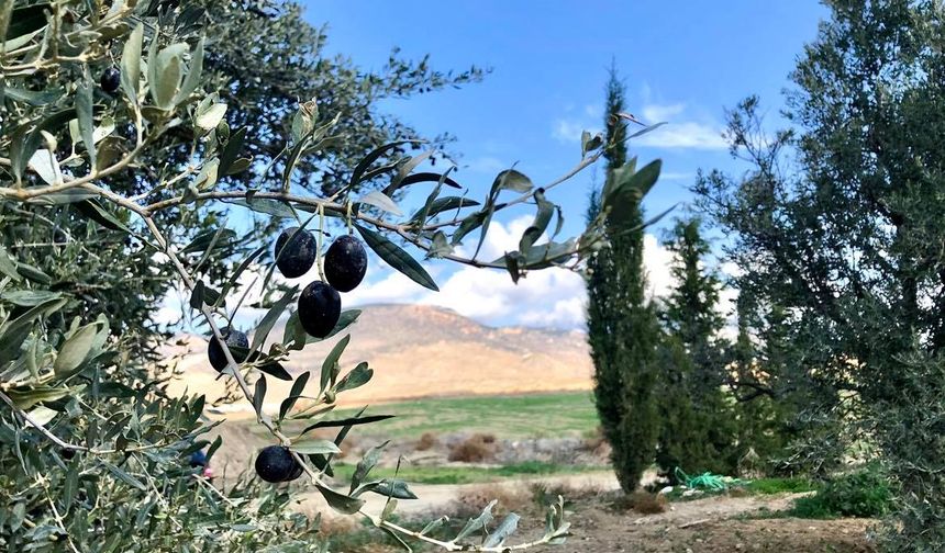 Zeytin toplarken merdivenden düşerek yaralandı