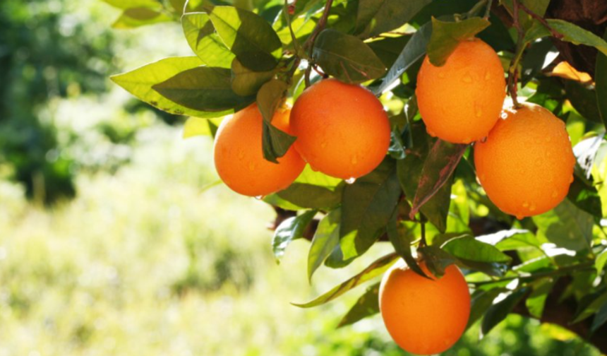 Cypfruvex’ten valensiya açıklaması