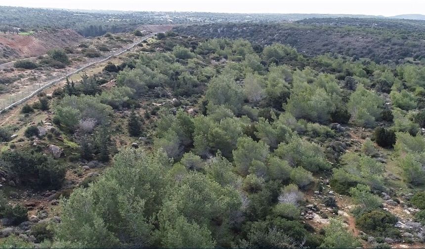 Ülkede faliyet gösteren 62 kuruluş, 3 bin 500 dönüm orman arazisinin devredilmesini ortak açıklamayla reddetti