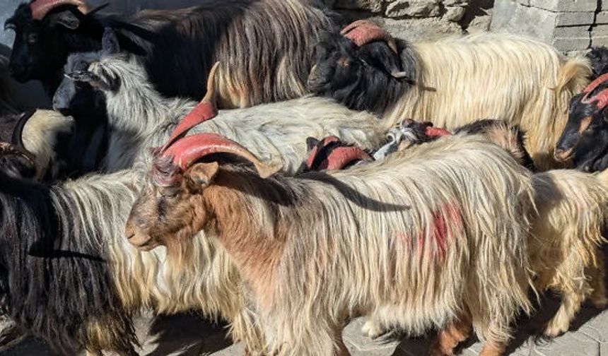 Devlet Üretme Çiftliği oğlak keçi ve teke satışı yapacak