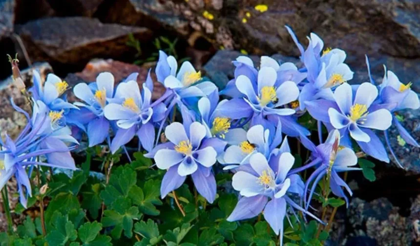 8 Mart Dünya Emekçi Kadınlar Günü mesajları…