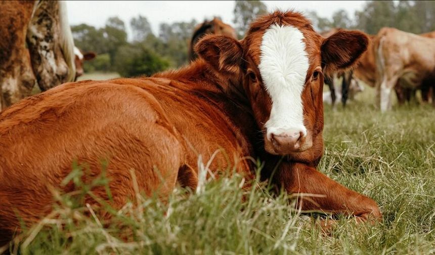 Hayvan Üreticileri ve Yetiştiricileri Birliği: “Hayvancılık sektörü göz göre göre çökertiliyor”